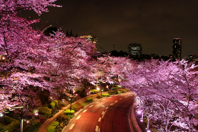 さくら通り夜桜の画像