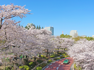 車椅子で行く！バリアフリーなお花見スポット～東京23区内編～