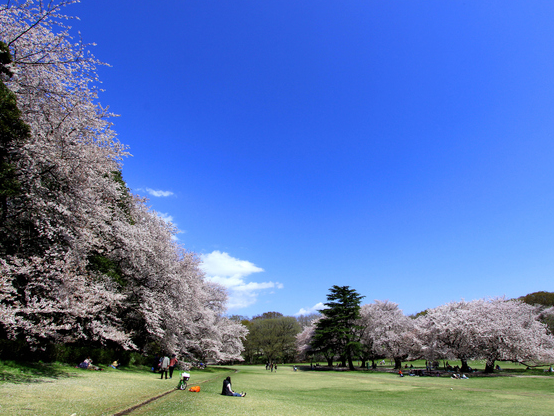 砧公園