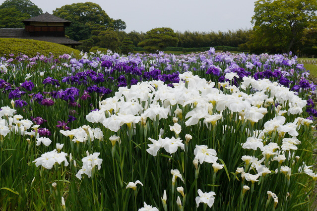 小石川後楽園の画像