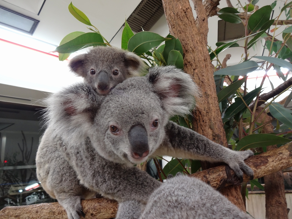 埼玉県こども動物自然公園の画像