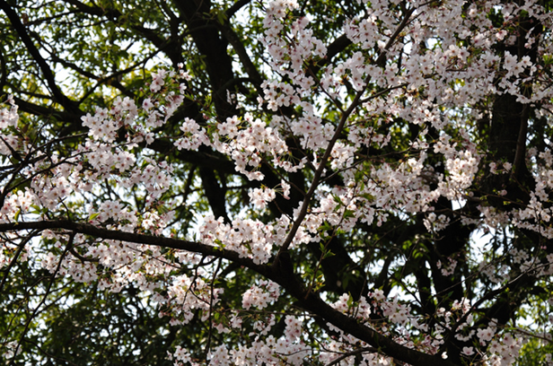 五月山公園の画像