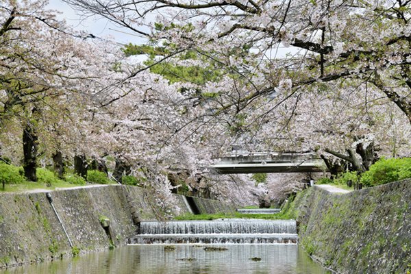 夙川公園の画像