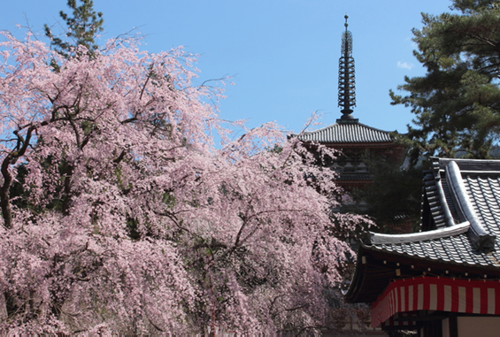 醍醐寺の画像