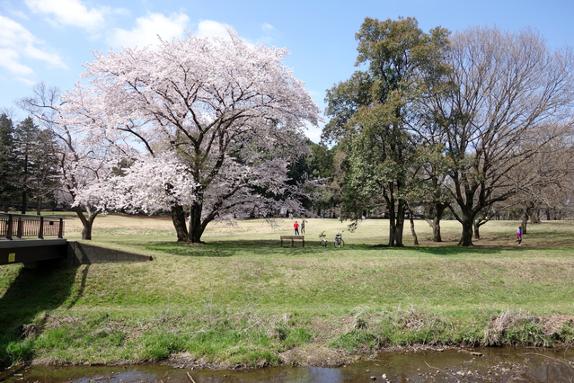野川公園の画像