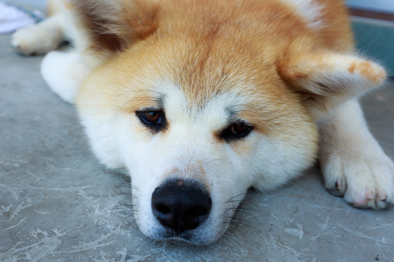 寝そべる犬