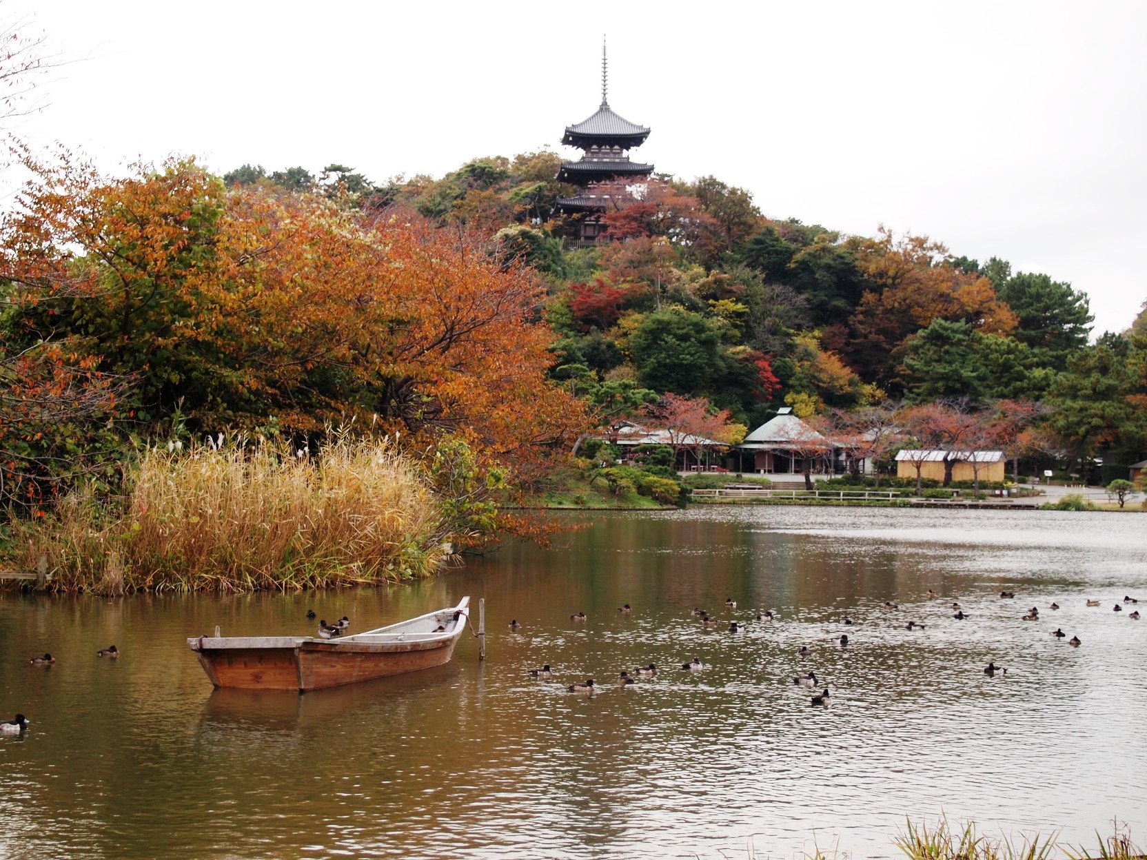 三渓園の紅葉