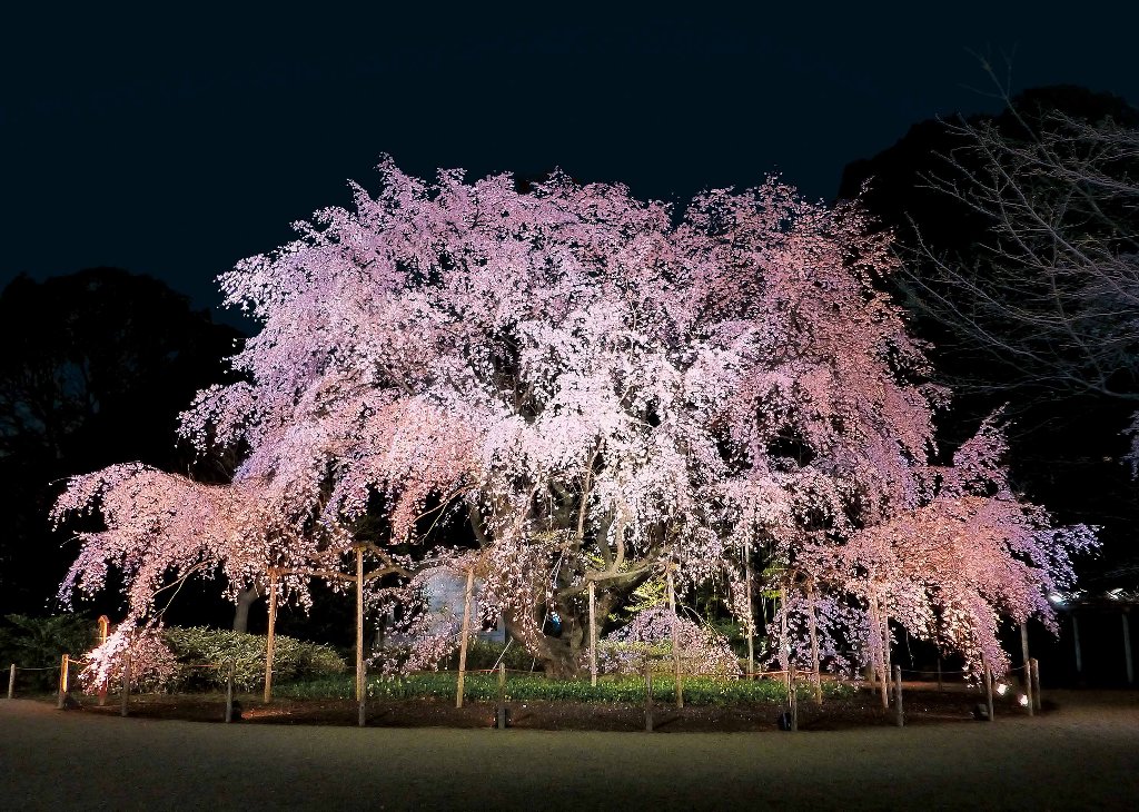 しだれ桜ライトアップ