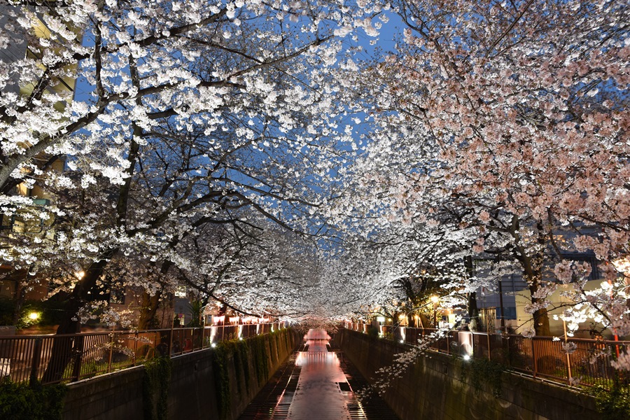 目黒川夜桜