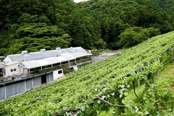 急斜面に広がるぶどう畑